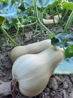 La butternut (0.8 à 1.2 kg)