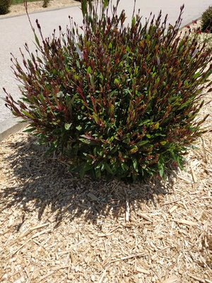Paillage de miscanthus 80 l