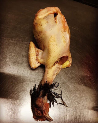 Coq marans