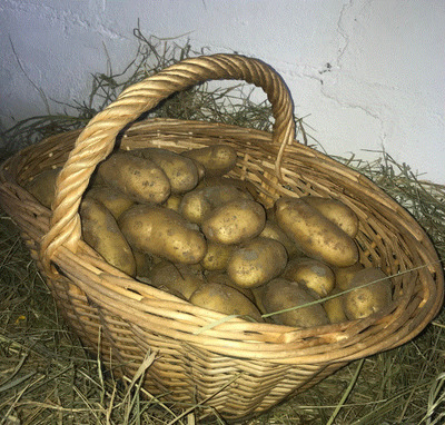 Pomme de terre nouvelle variété alliance