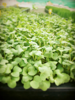 Trio de radis/micropousse aromatique