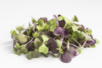 Meli melo/micro pousse aromatique