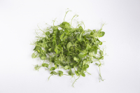 Pois vert/ micro pousse aromatique