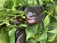 Poivrons violet