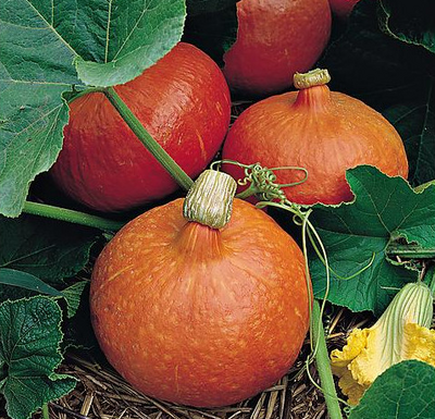 Courge potimarron bio 'red kuri'