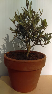 Olivier bonzaï en pot de 18 cm