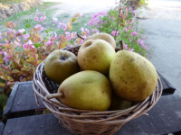 Beurré hardy 55/60 poire