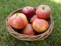 Elista 120g/140g cat.1