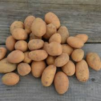 Pomme de terre ditta bio
