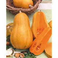Butternut bio