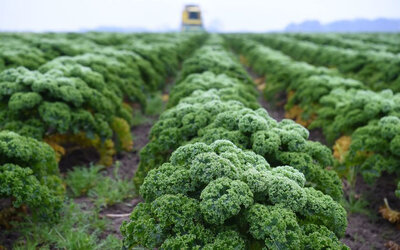 Chou kale