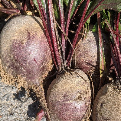 Betteraves rouges