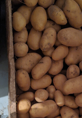 Pomme de terre