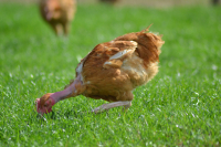 Poulet de 1.800 kg à 2.050kg