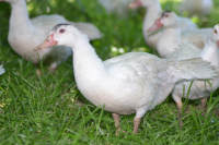 Canard découpé de 1.650kg à 1.950