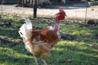 Chapon entre 4.550 à 4.850 kg