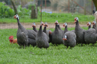 Pintade chaponnée de 1.850 kg à 2.