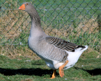 Oie de 4.050 kg à 4.350 kg