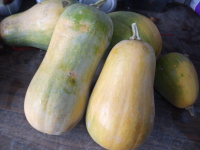 Sucrine du berry environ 1kg500 et 1kg 700