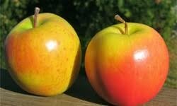 Pomme pixie bio