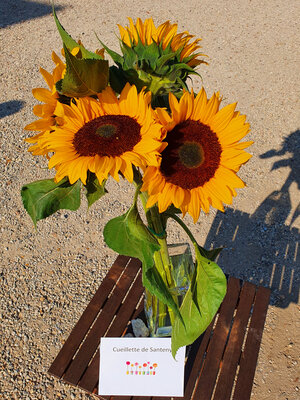 Bouquet tournesols 4 tiges