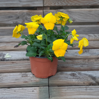 Pensées grandissimo jaune