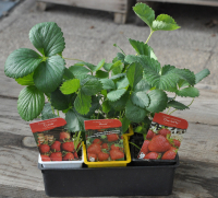 Fraisiers des 4 saisons