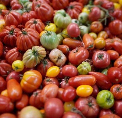 Tomates mixtes plombières