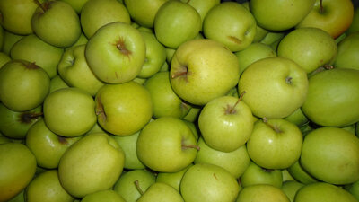 Pomme golden