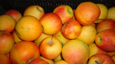 Pomme corail