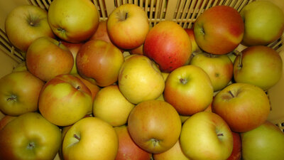 Pomme melrose