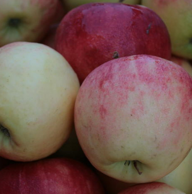 Pomme elstar