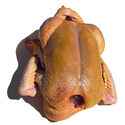 Canard