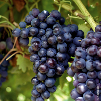 Raisin de table 1 kg