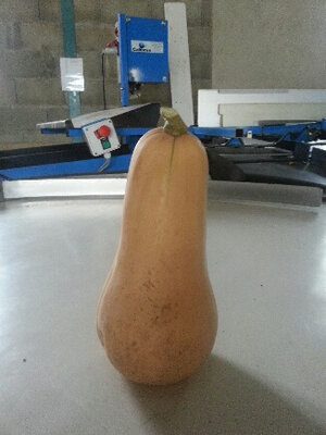 Butternut
