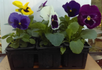 Pensée barquette de 6 plants