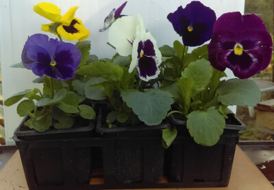 Pensée barquette de 6 plants
