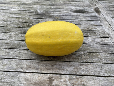 Courge spaghetti jaune