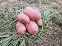 Pomme de terre désirée