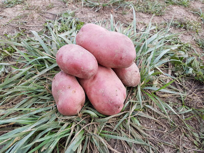 Pomme de terre désirée