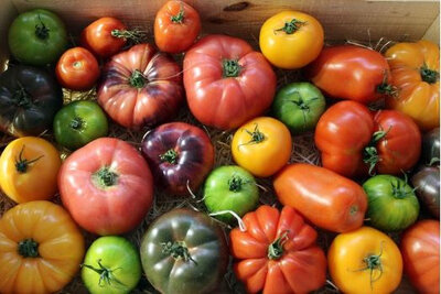 Mélange de tomates  anciennes bio