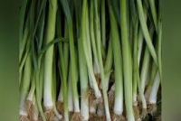 Poireaux
