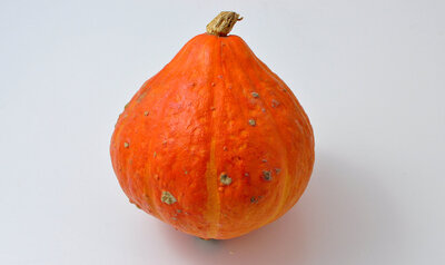 Potimarron