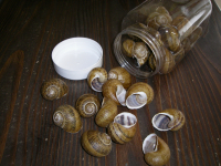 Boite 36 coquilles d'escargot vides