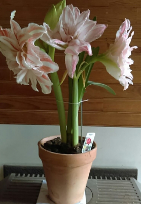 Amaryllis en pot terre cuite 18 cm