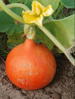 Potimarron bio (1 kg minimum)