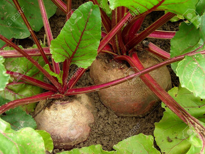 Betteraves chioggia