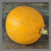 Courge melonnette jaspée de vendée