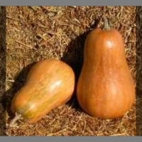 Courge sucrine du berry