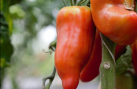 Petit panier d'été